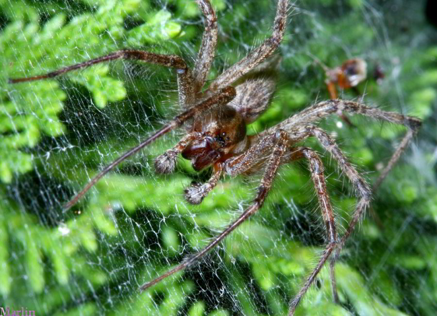 Funnel  Web Weaver Spider - Agelenopsis sp