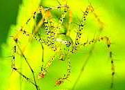 Green Lynx Spider