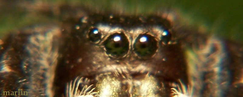 Jumping Spider - Phidippus clarus