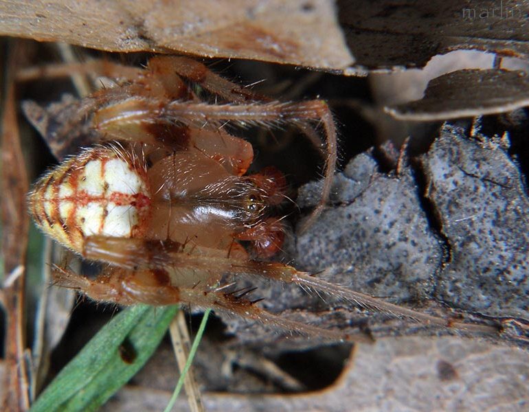 Male Marbled Orb Weaver Spider