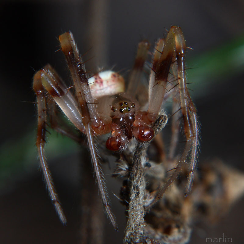 Orbweaver eyes
