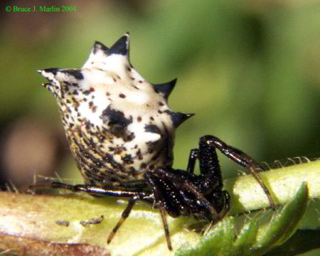 Spined Micrathena spider