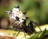Spined Micrathena