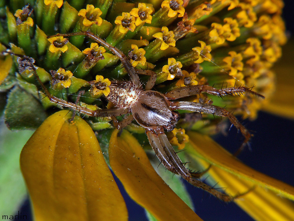 Male Neoscona arabesca
