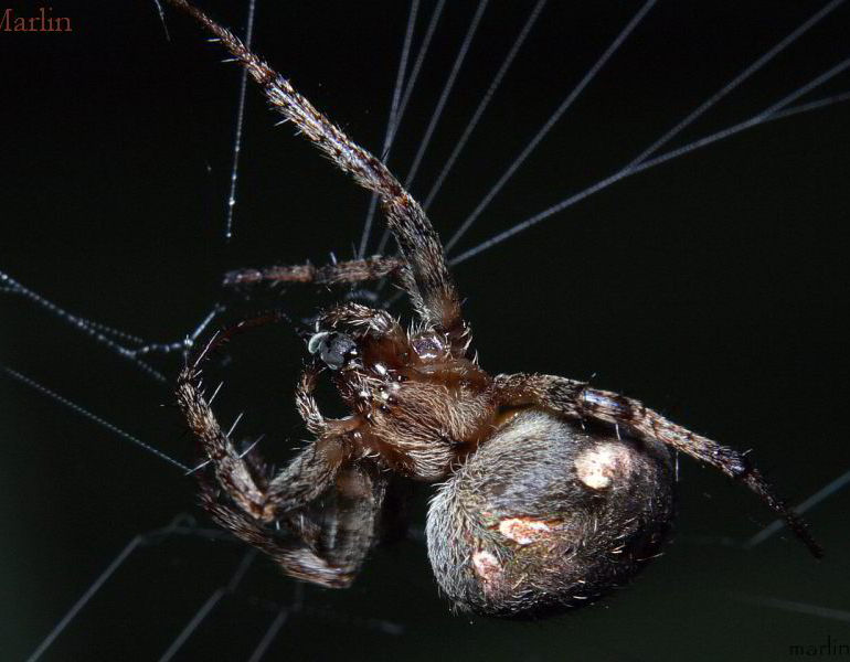 Orb Weaver Spider - Neoscona arabesca