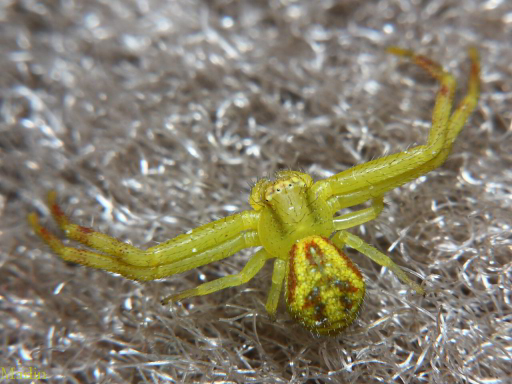 Northern Crab Spider