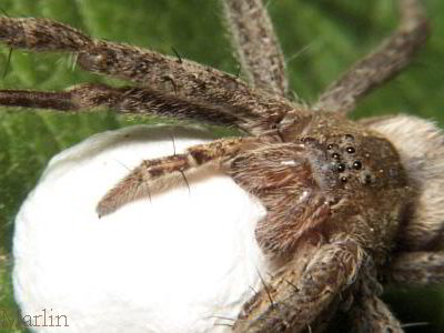 Nursery Web Spider