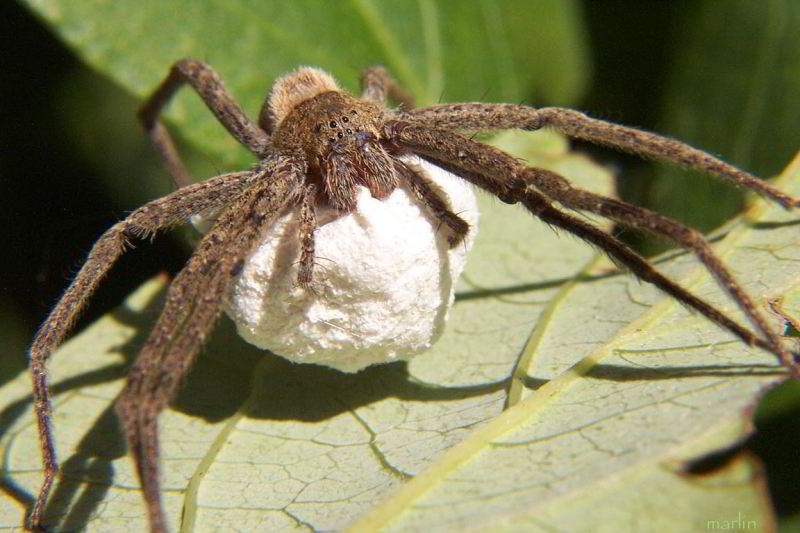 nursery web spider carries her egg-sac