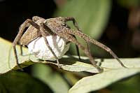 Nursery Web Spider