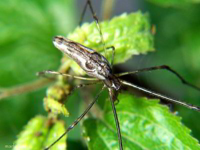 Longjawed Orbweaver Tetragnatha elongata