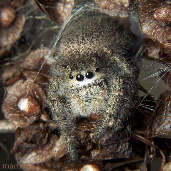 Jumping Spider - Phidippus princeps