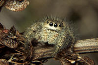 Jumping Spider