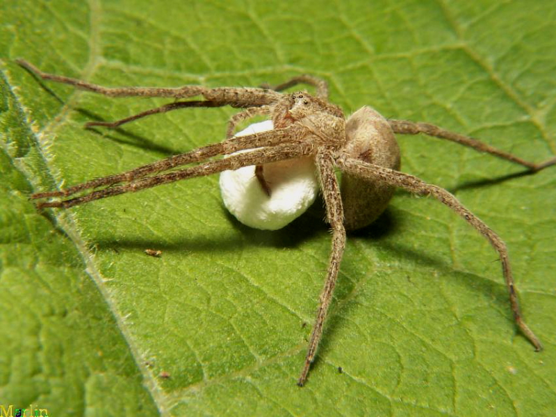 Nursery Web Spider