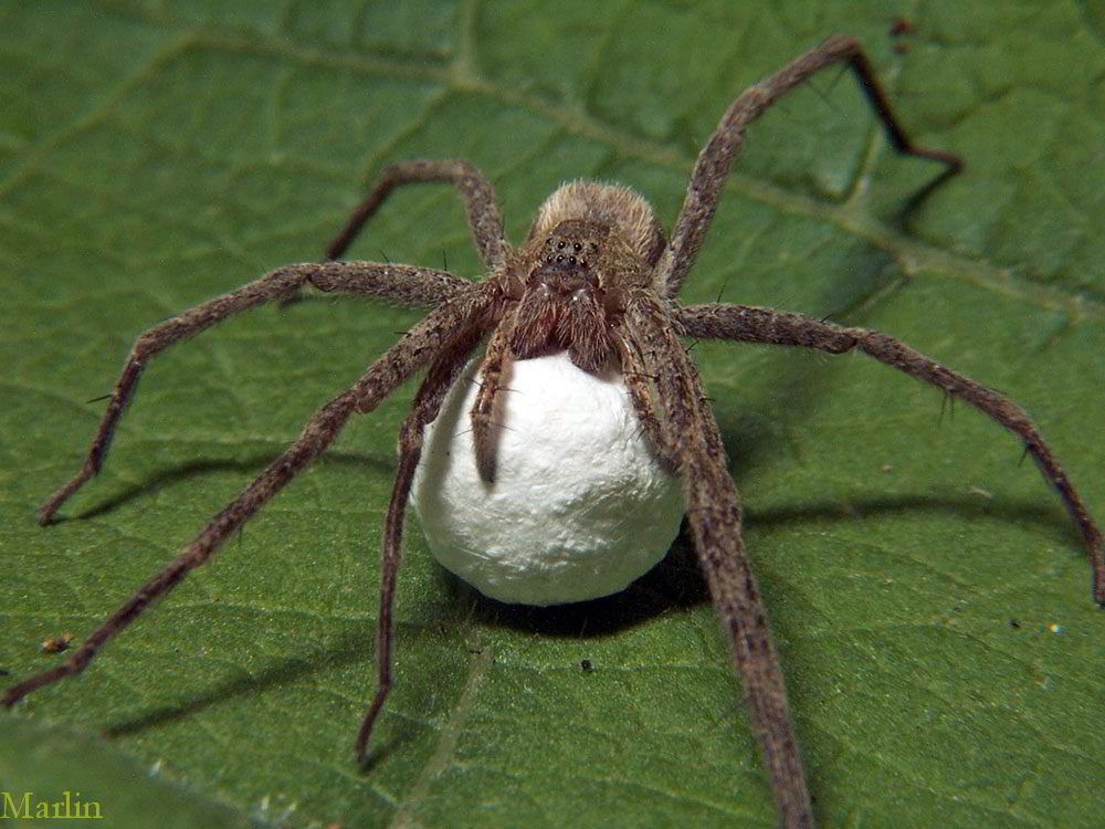 Nursery Web Spider with eggsac