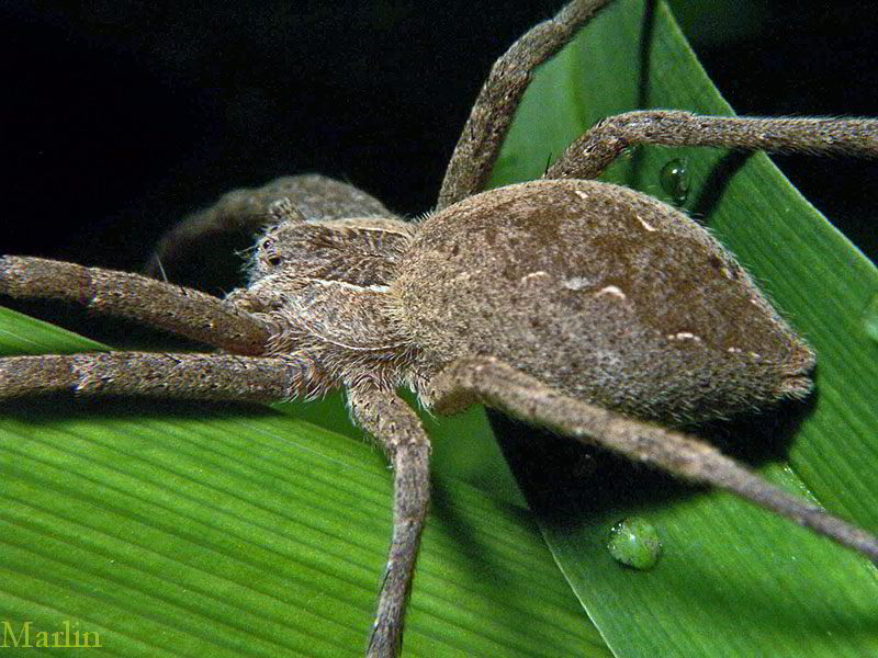 Nursery Web Spider