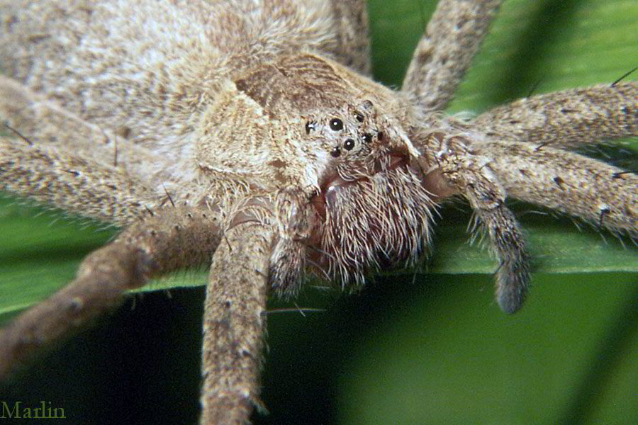 Nursery Web Spider