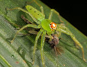 Jumping Spider