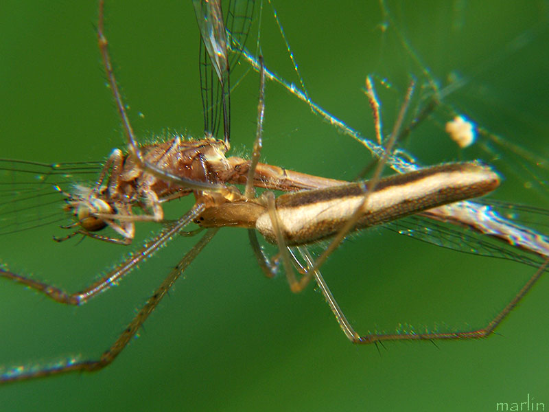 Spider with Damselfly Prey
