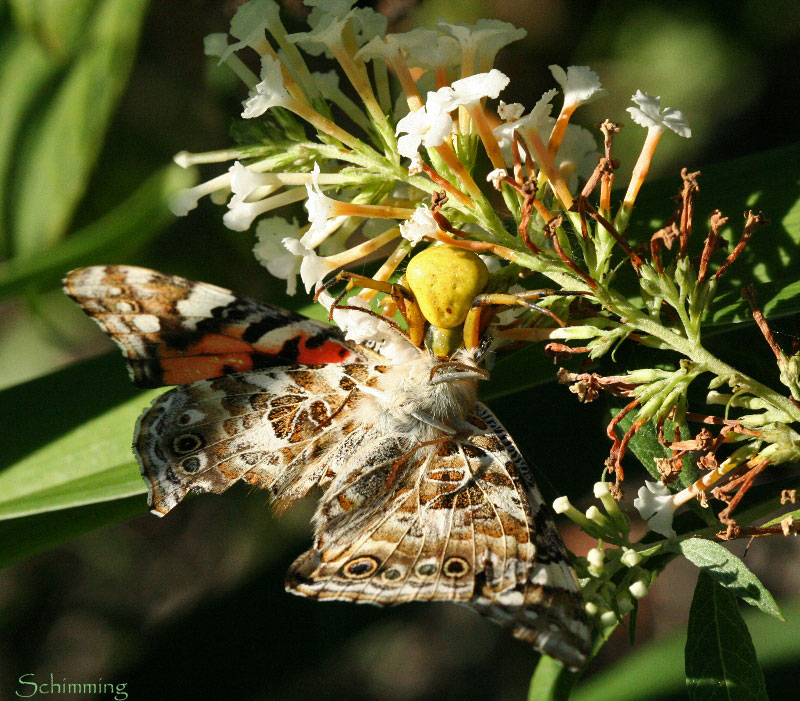 White-banded Crab&nbsp;Spider