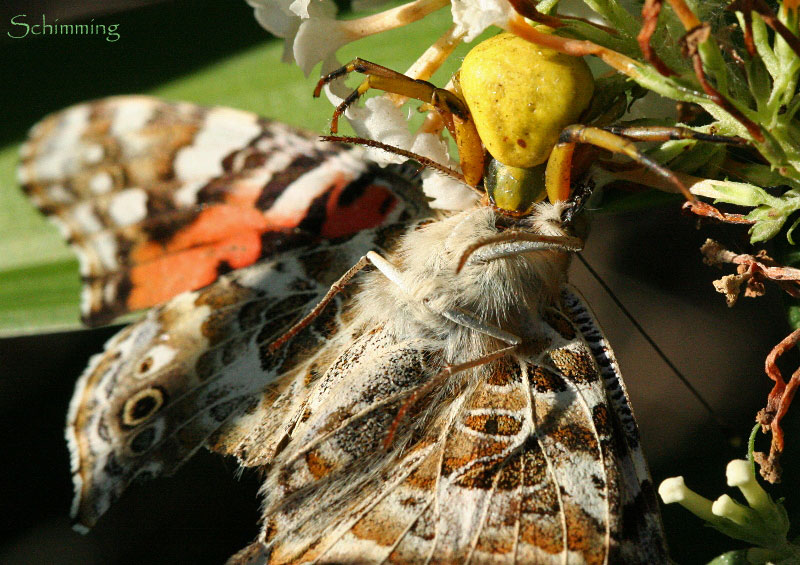 Crab Spider catches butterfly