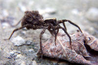 Wolf Spider
