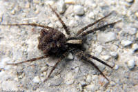 Wolf Spider
