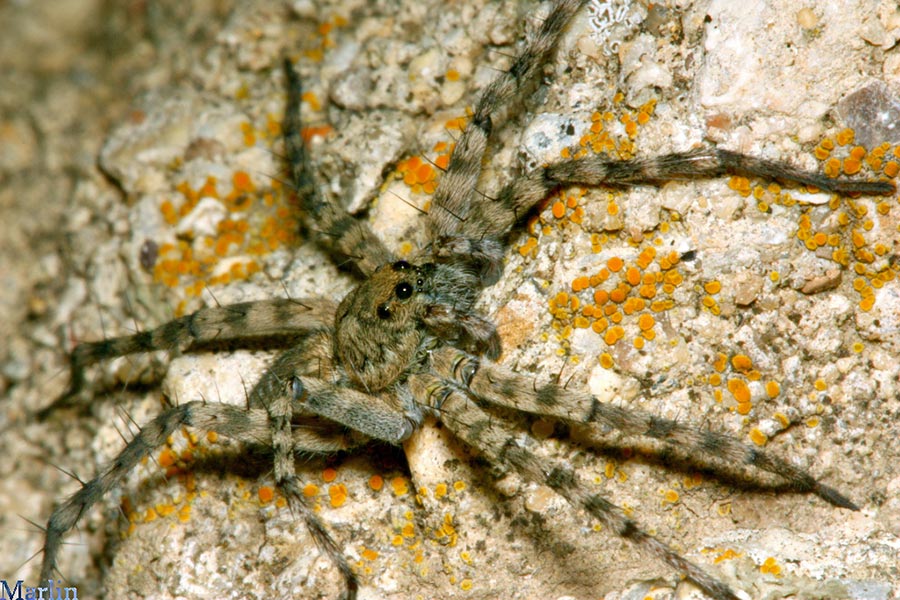 Wolf Spider