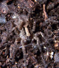 Wolf Spider