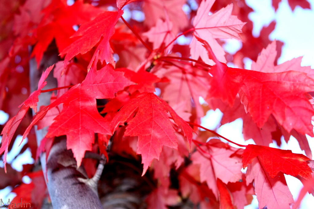Autumn Blaze Freeman Maple