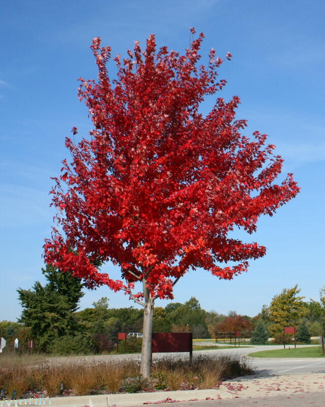 Autumn Blaze Freeman Maple
