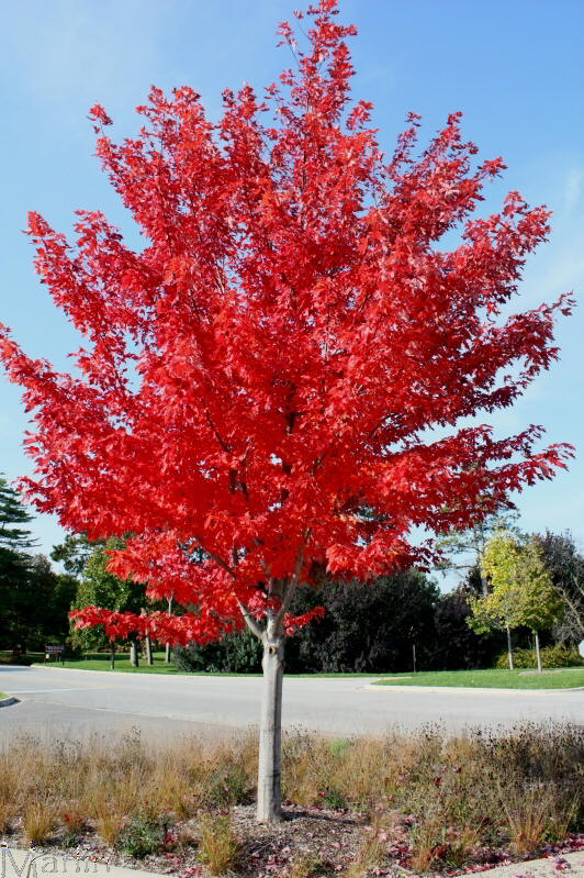 Autumn Blaze Freeman Maple
