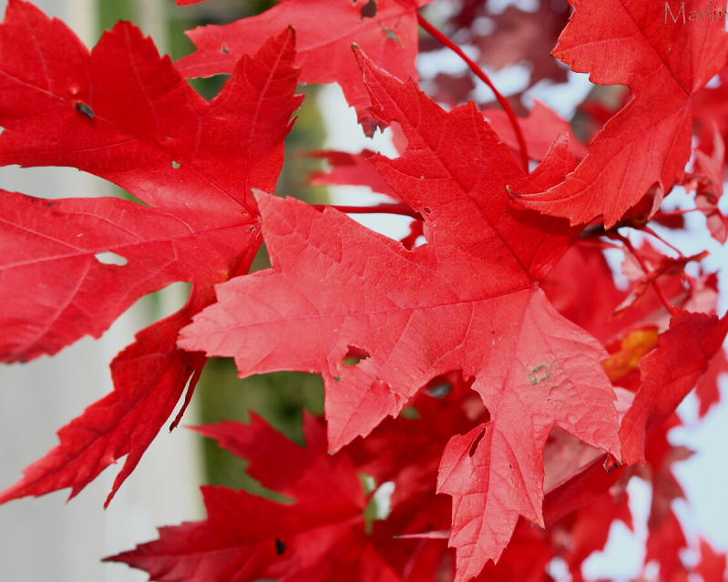 Autumn Blaze Maple Foliage