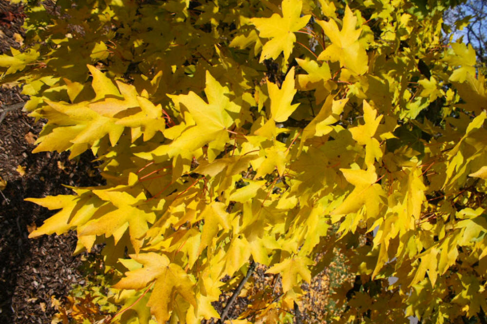Miyabe Maple Fall Foliage Miyabe Maple Fall Foliage