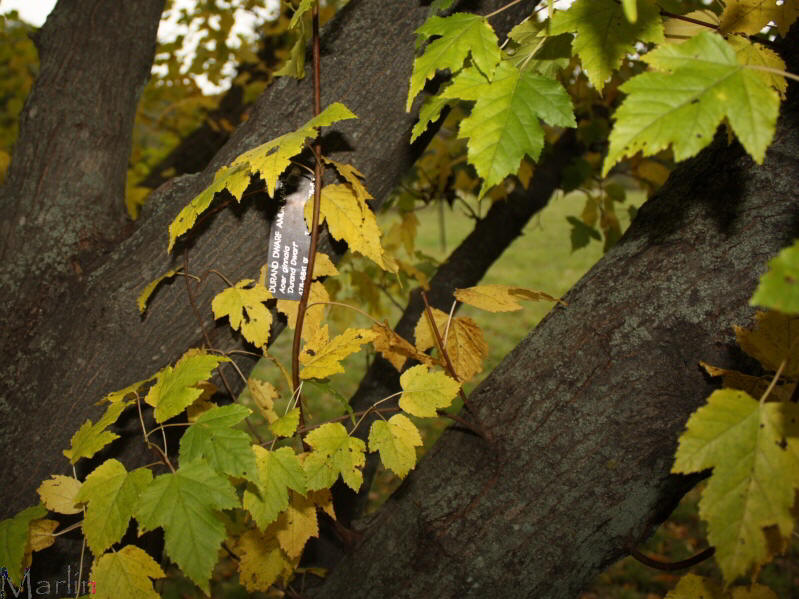 Durand Dwarf Amur Maple