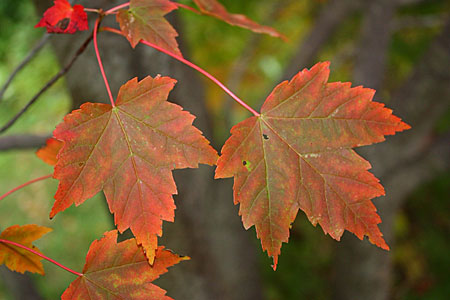 Maple Leaves