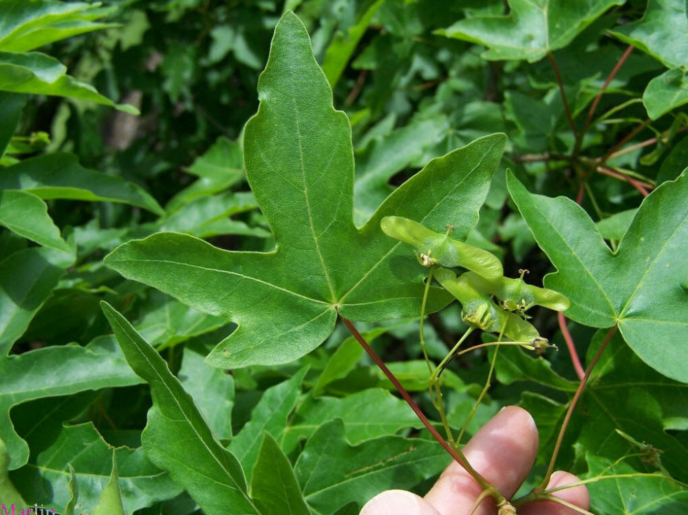 Miyabe Maple foliage and fruits