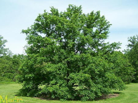 Miyabe Maple Tree