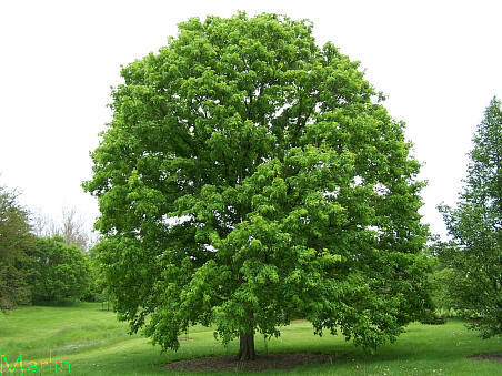 Miyabe Maple Tree