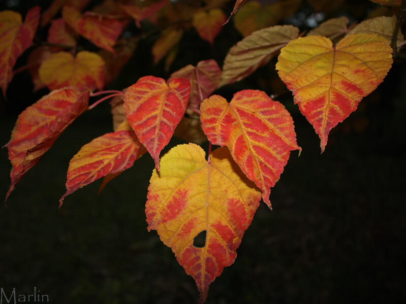 Snakeskin Maple Foliage