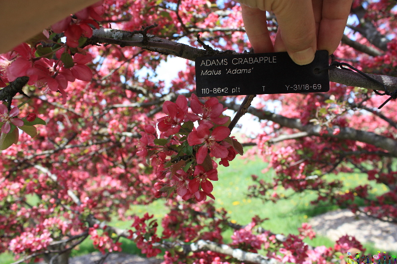 Adams Crabapple - Malus 'Adams'
