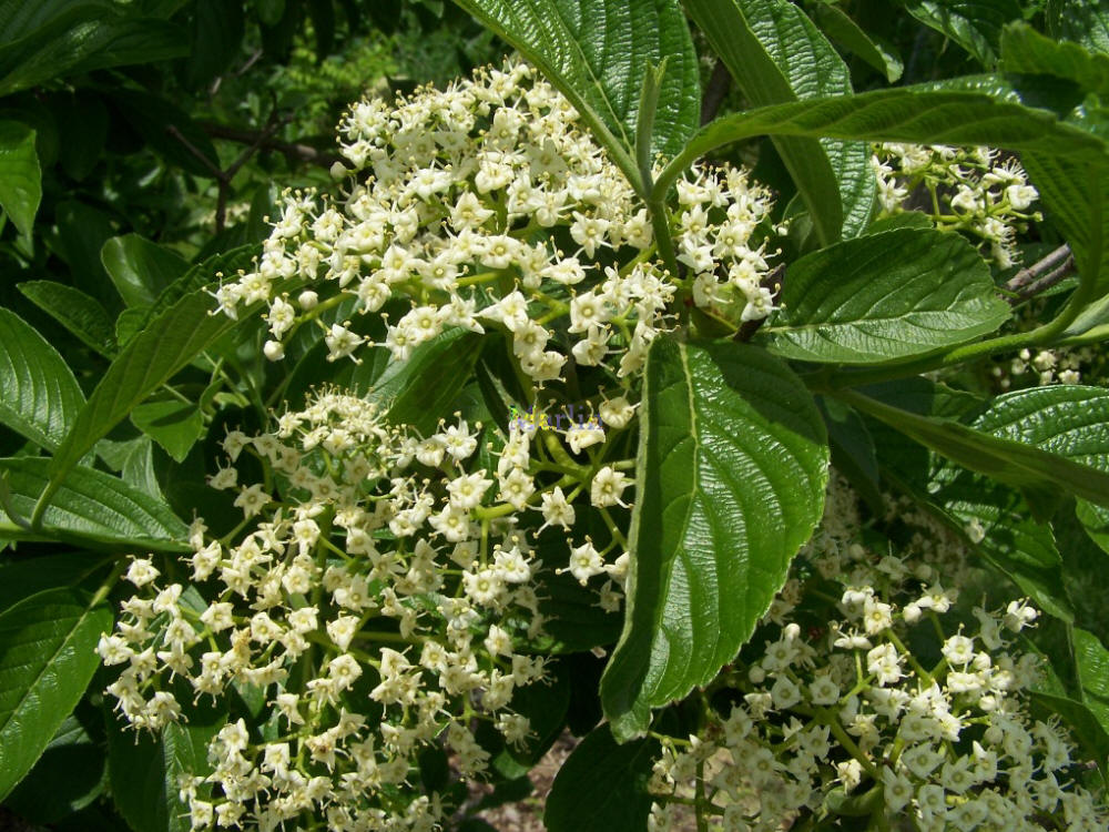 Siebold Viburnum - Viburnum sieboldii Siebold Viburnum - Viburnum sieboldii