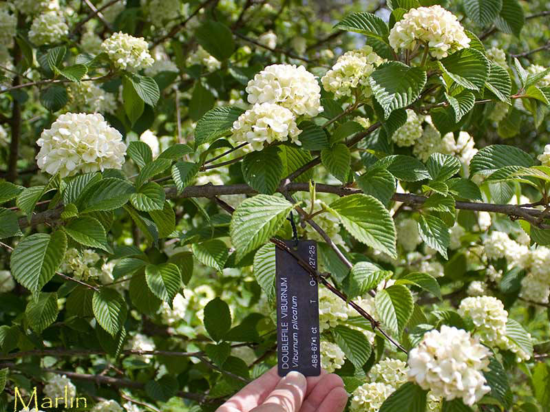 Doublefile Viburnum - Viburnum plicatum