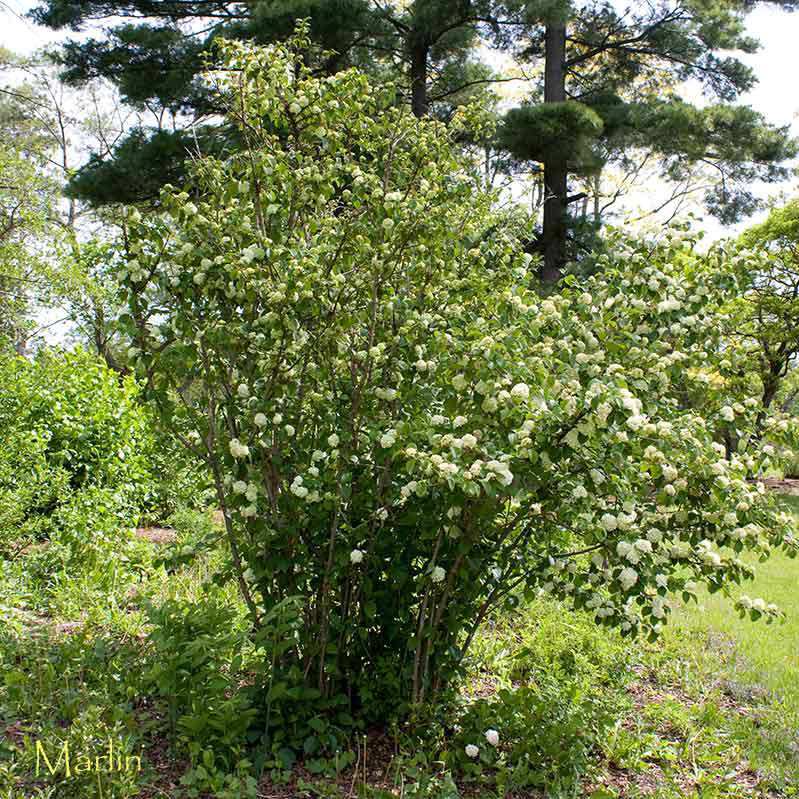 Doublefile Viburnum - Viburnum plicatum