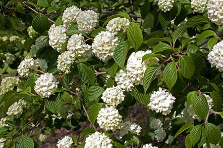 Family Adoxaceae