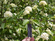 Doublefile Viburnum - Viburnum plicatum