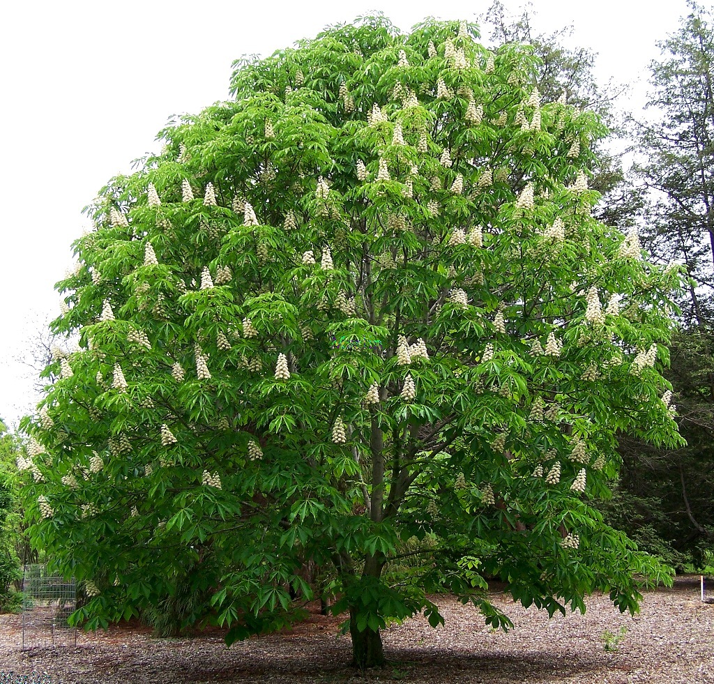 Japanese Horse Chestnut Japanese Horse Chestnut