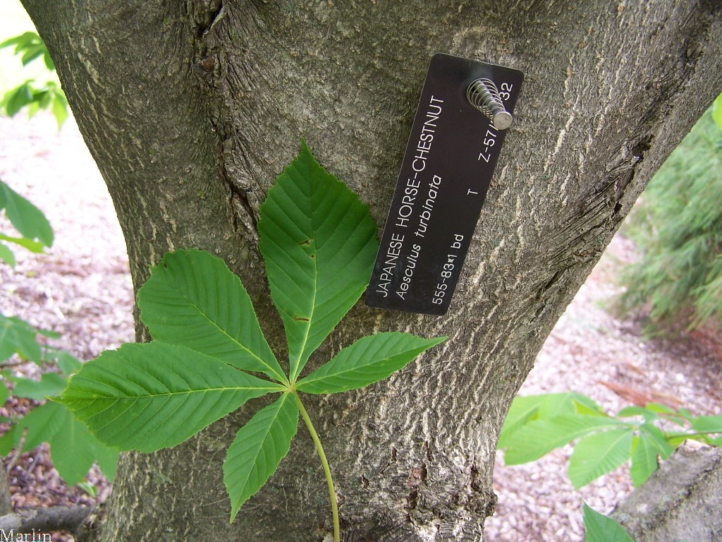 Japanese Horse Chestnut Bark Japanese Horse Chestnut Bark