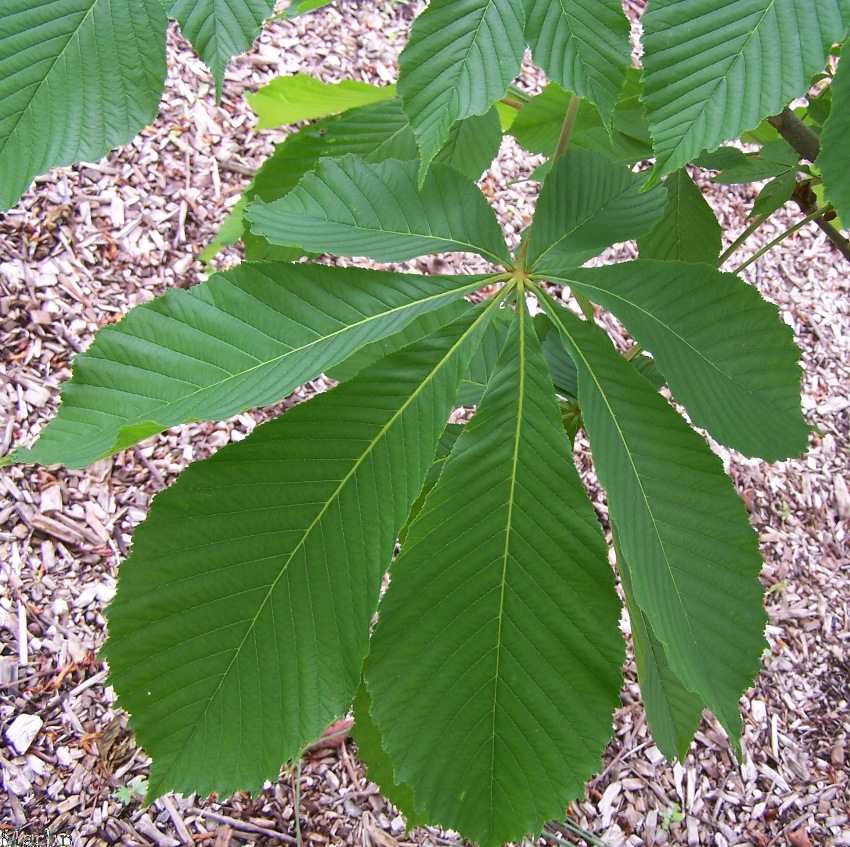 Japanese Horse Chestnut - Aesculus turbinata
