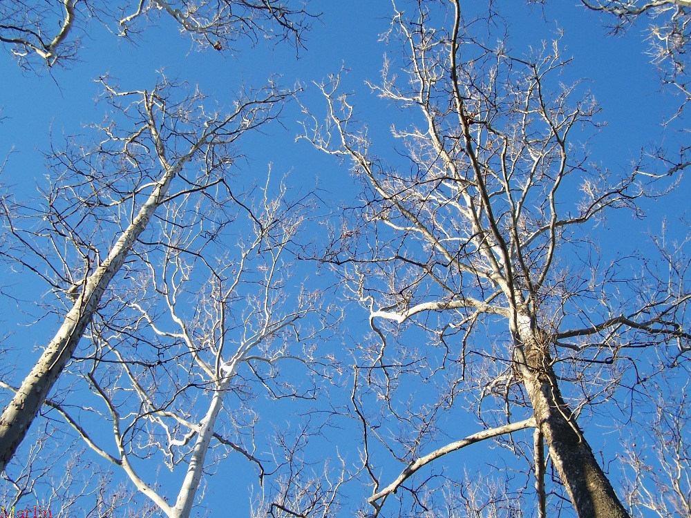American Sycamore