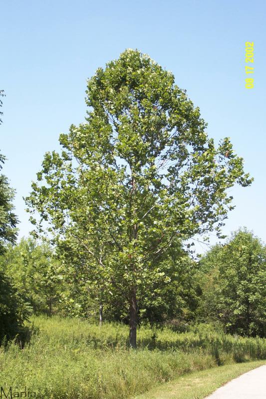 American Sycamore